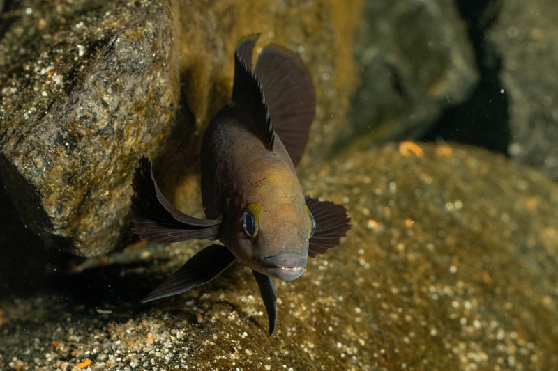 Neolamprologus sp. aff. 'pectoralis' Kiku